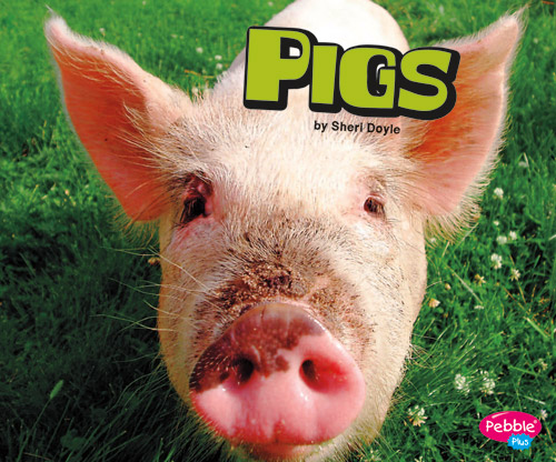 ED16-Pigs_small